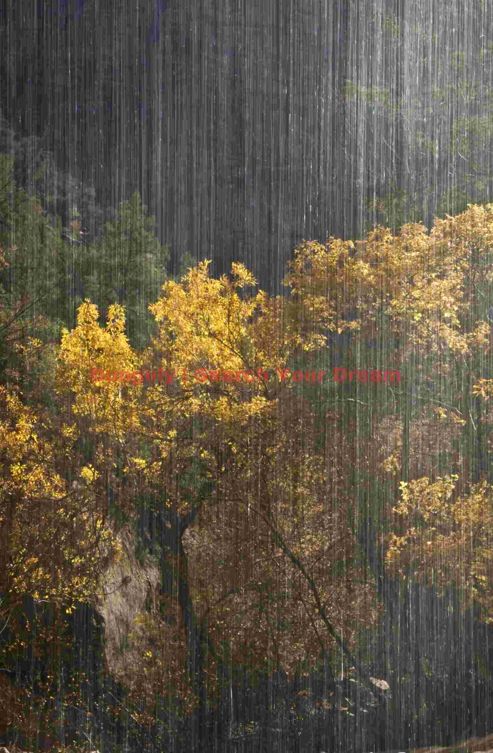 Cottonwoods Behind the Veil