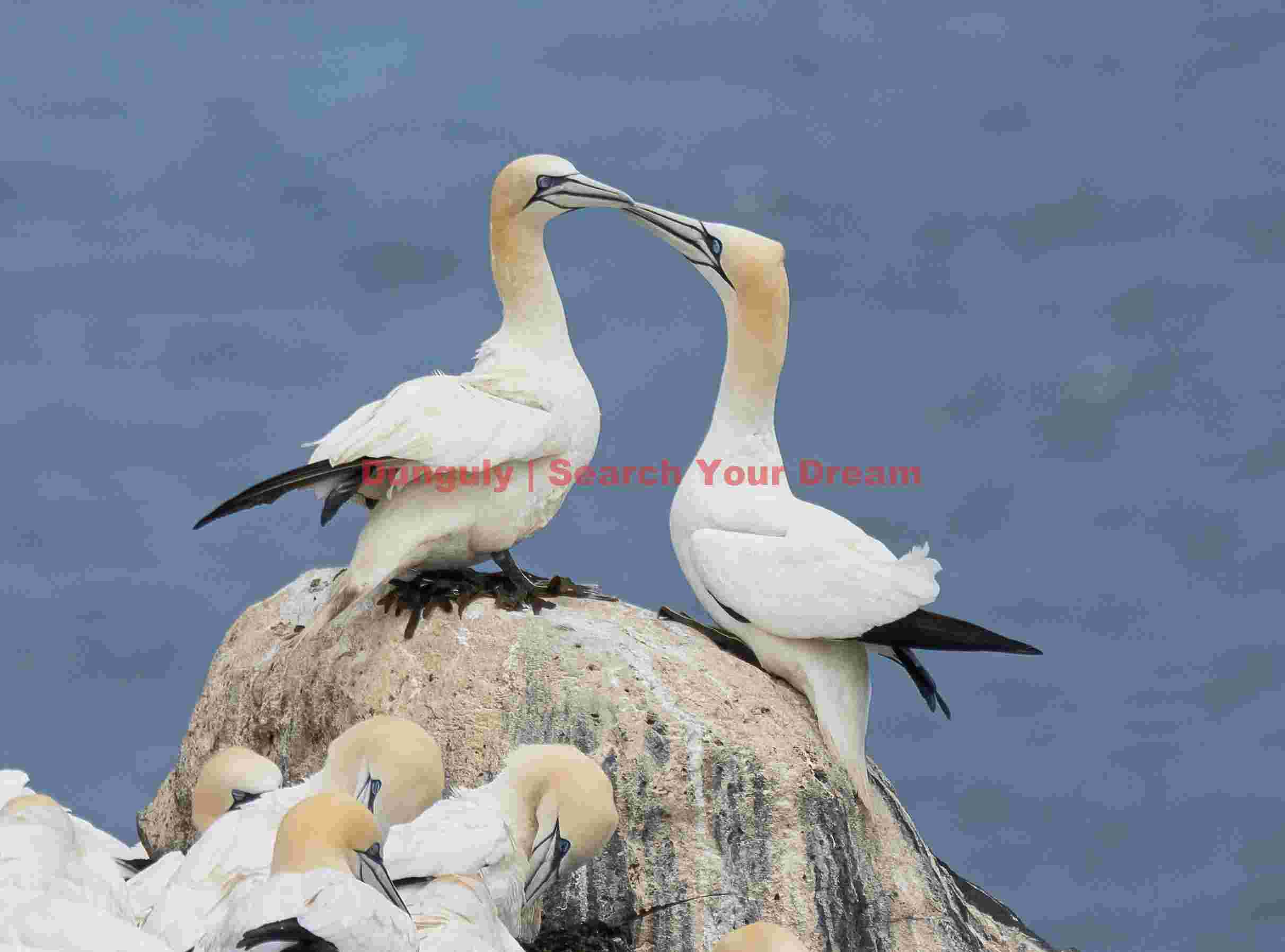 Courting Gannets
