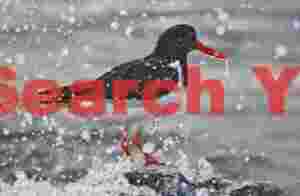 Drippy Oystercatcher