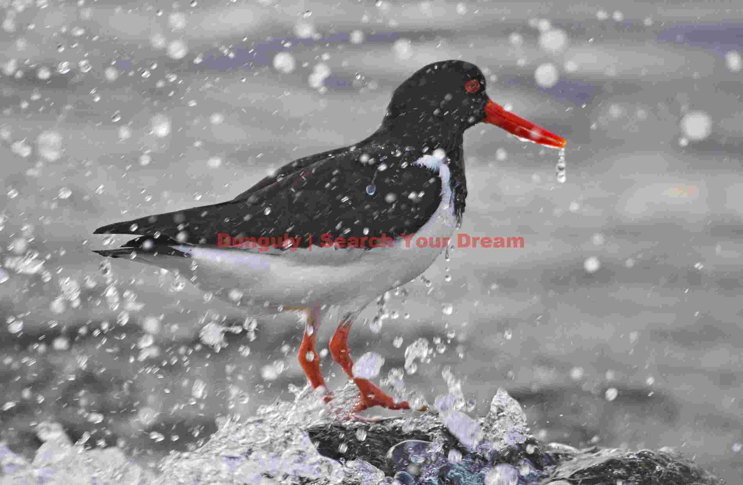 Drippy Oystercatcher