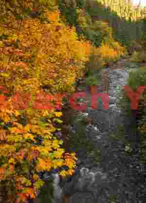 Eagle Creek, Columbia River Gorge, Oregon