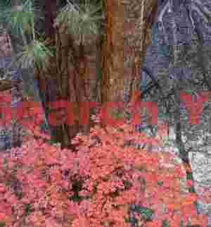 Fall color, un - named canyon, Zion Natl. Park, Utah