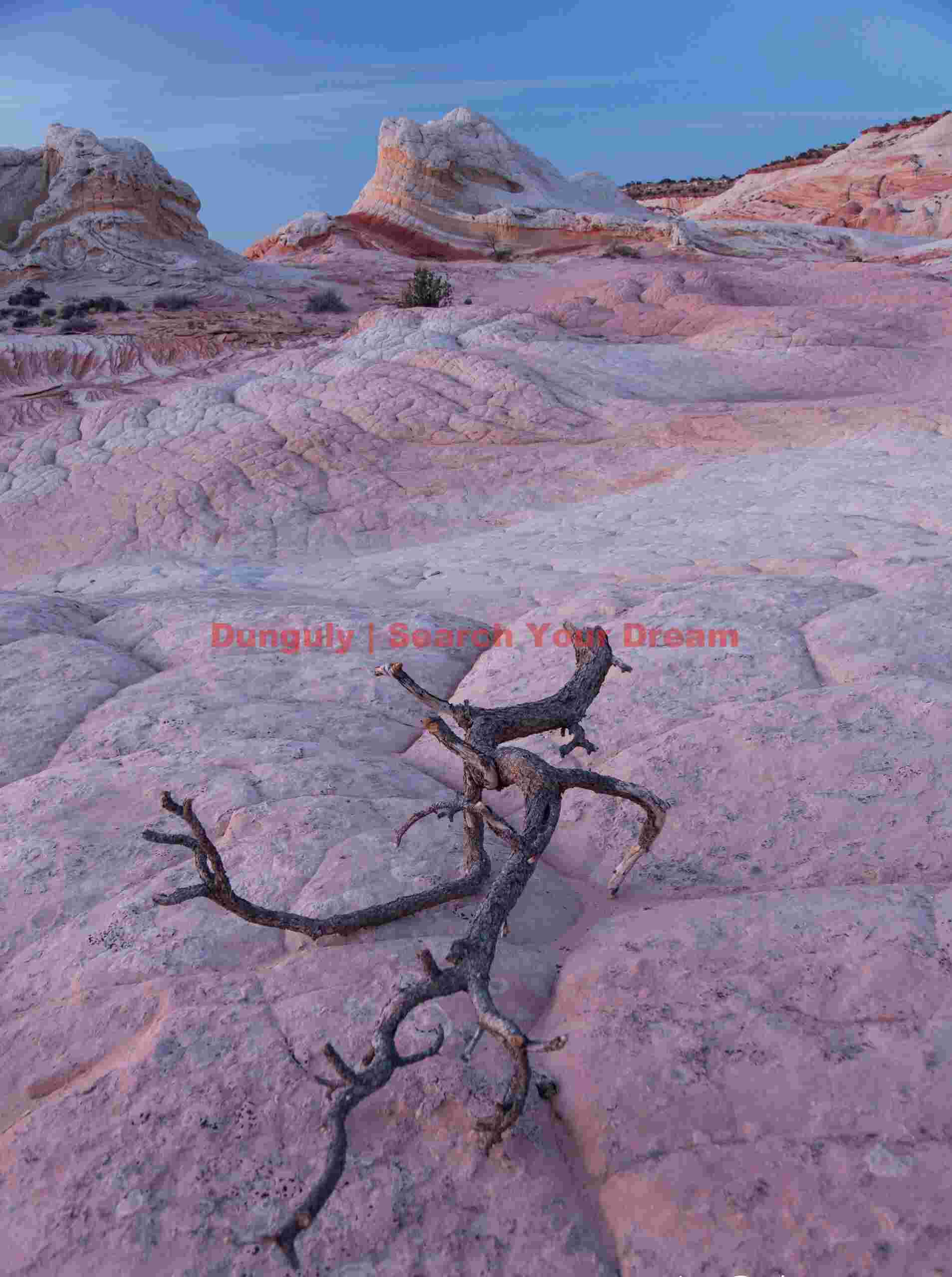 Fallen branch and brain rock - White Pocket - Arizona