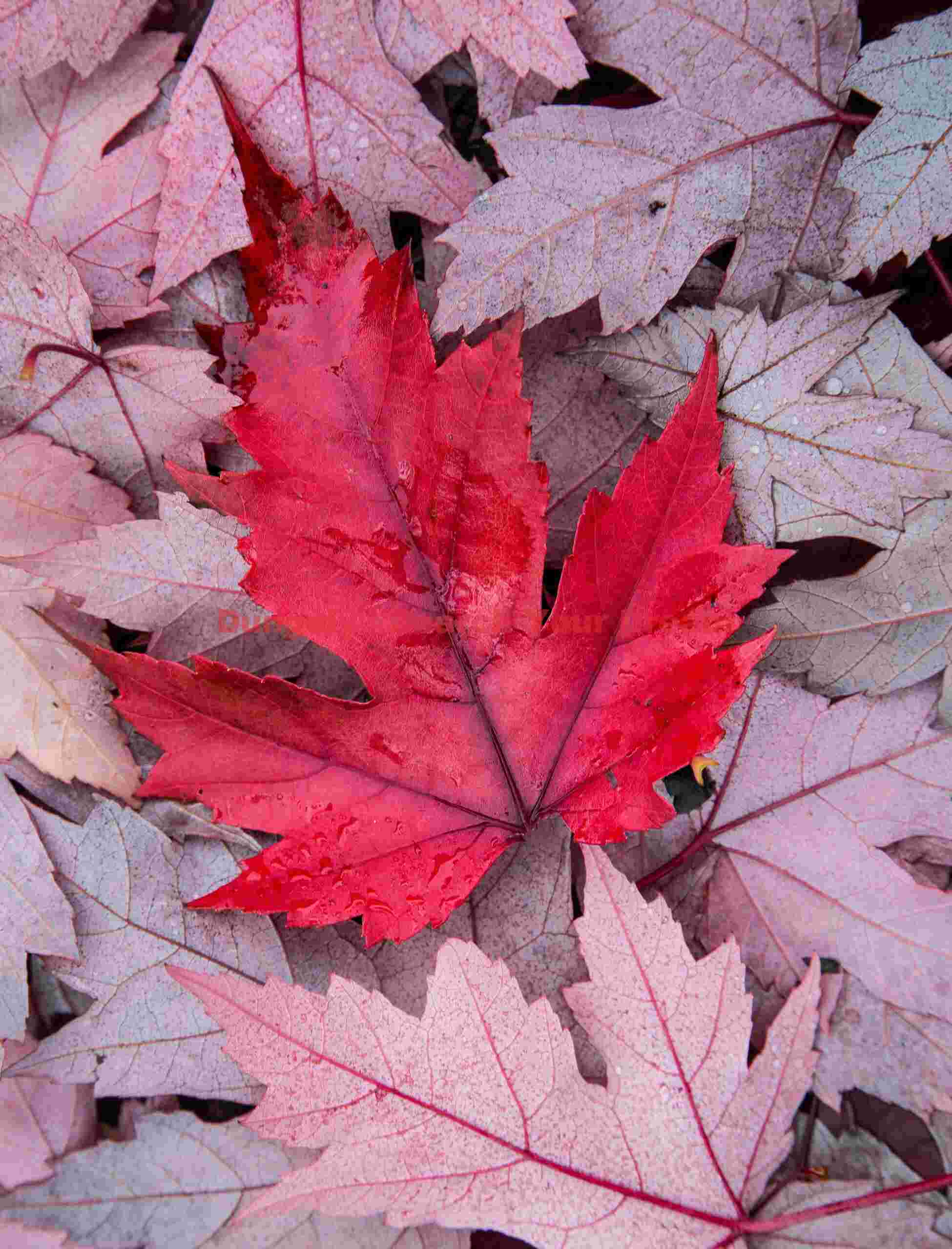 Fallen Red Maple Leaves, Oregon