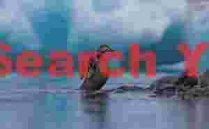 Female Eider Duck Among Icebergs