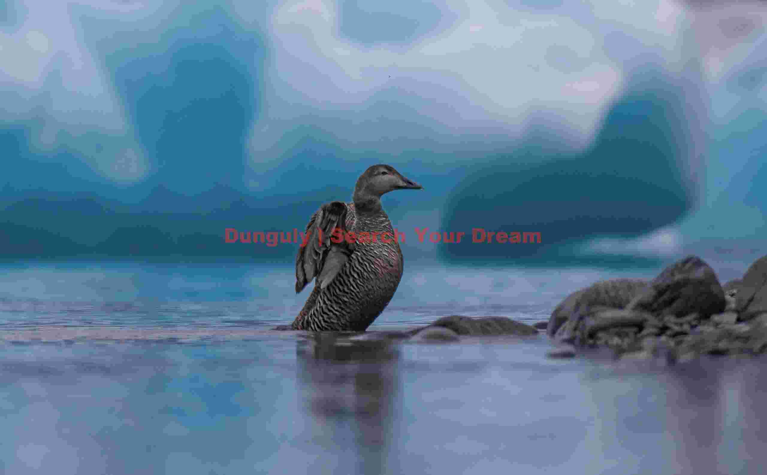 Female Eider Duck Among Icebergs