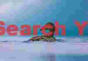 Female Eider Duck On Blue Ice Background