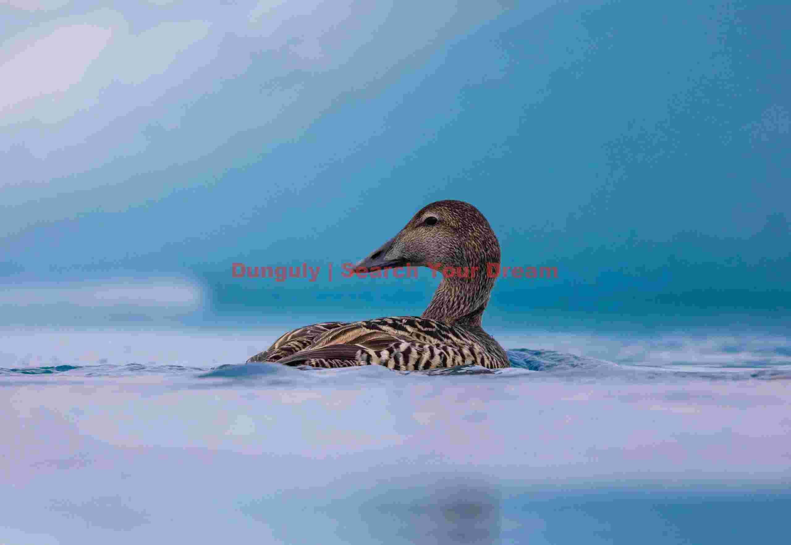 Female Eider Duck On Blue Ice Background