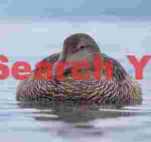 Female Eider Duck With Head Tucked In