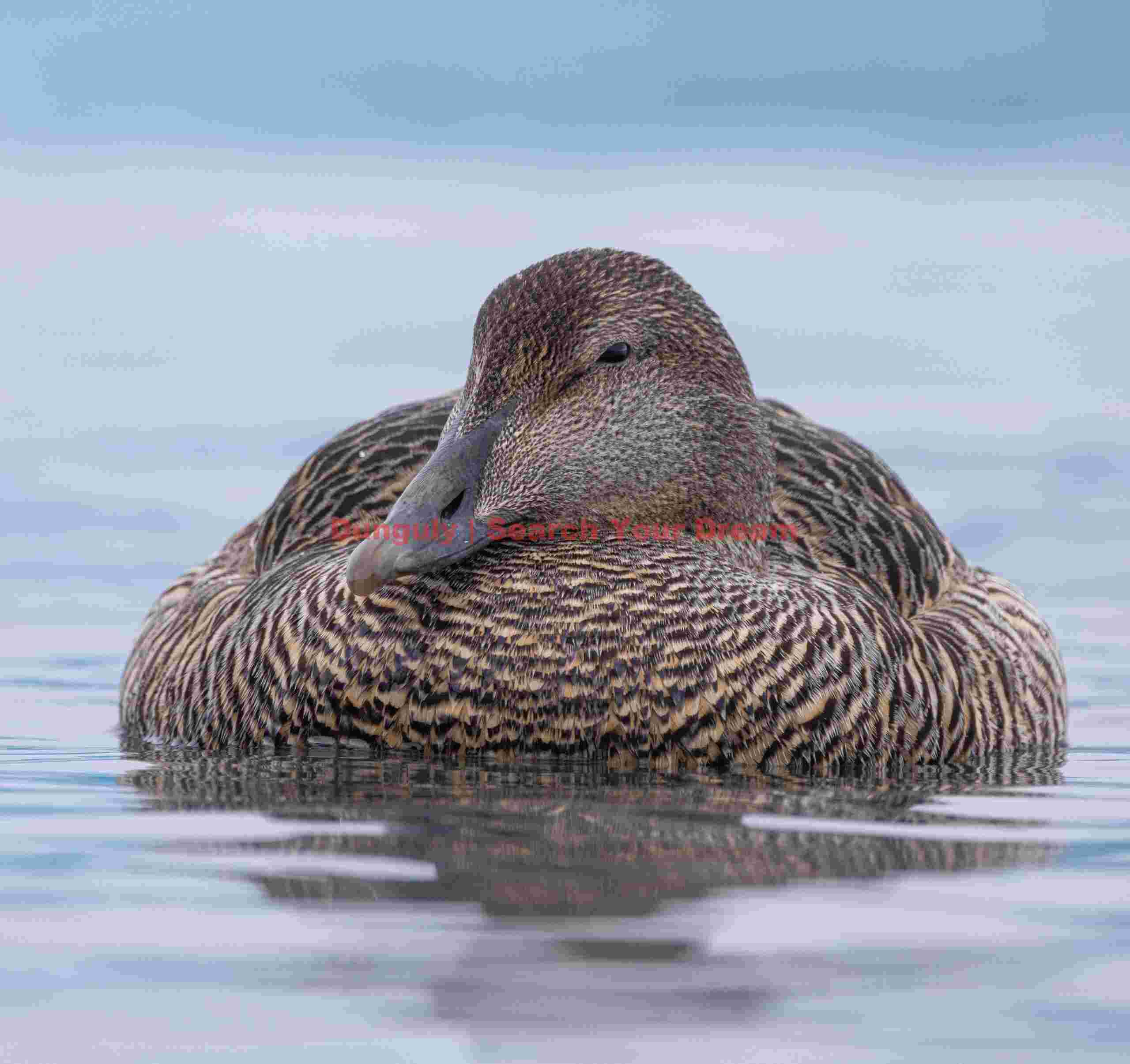 Female Eider Duck With Head Tucked In
