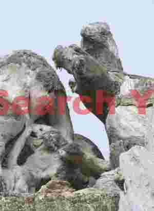 Natural Walrus Sculpture