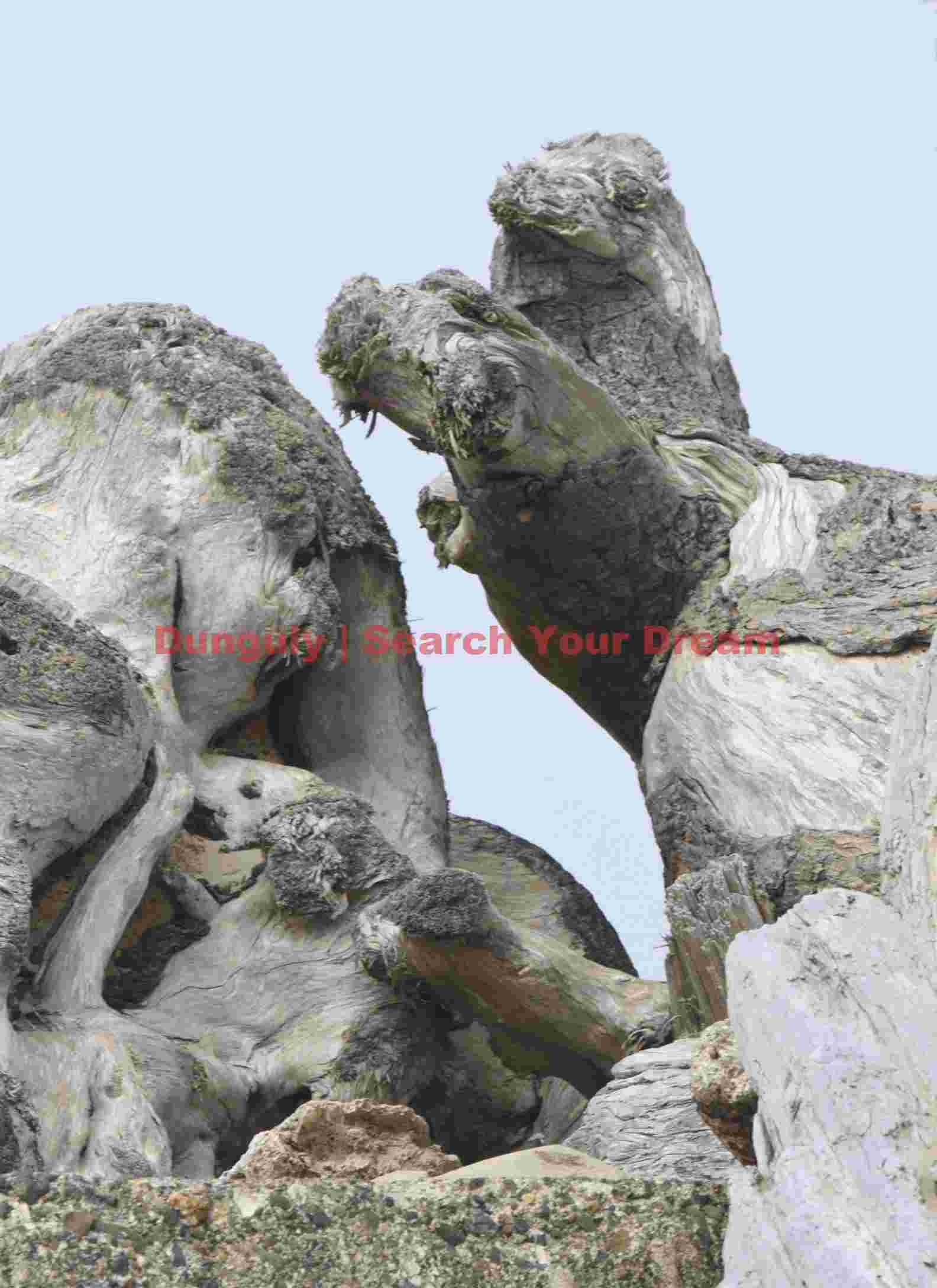 Natural Walrus Sculpture