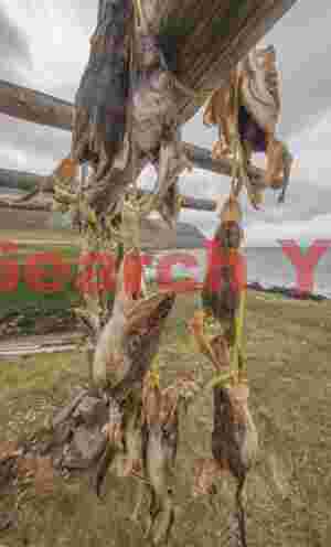 Glacial Ice Formation at Fish hanging to dry