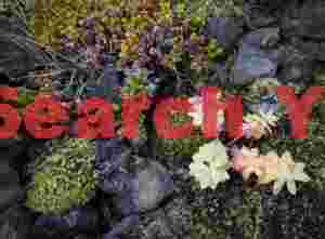 Iceland Landscape: Flowers and moss in a lava field