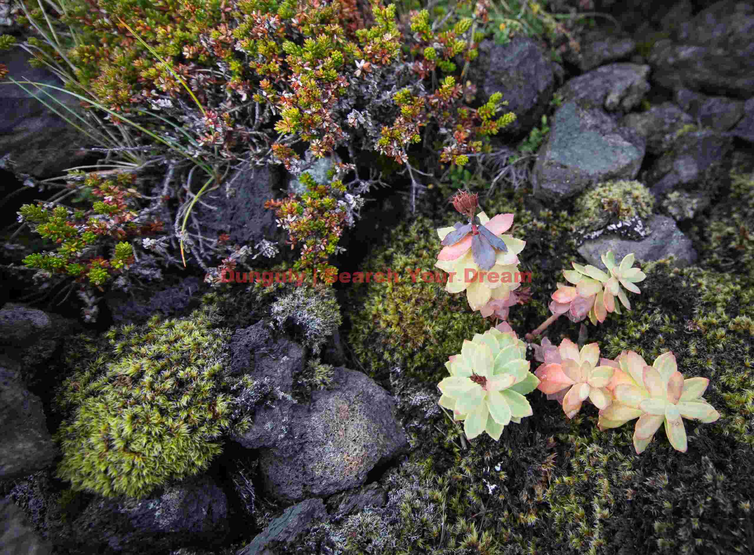 Iceland Landscape: Flowers and moss in a lava field