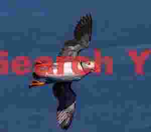 Flying Puffin In Banked Turn