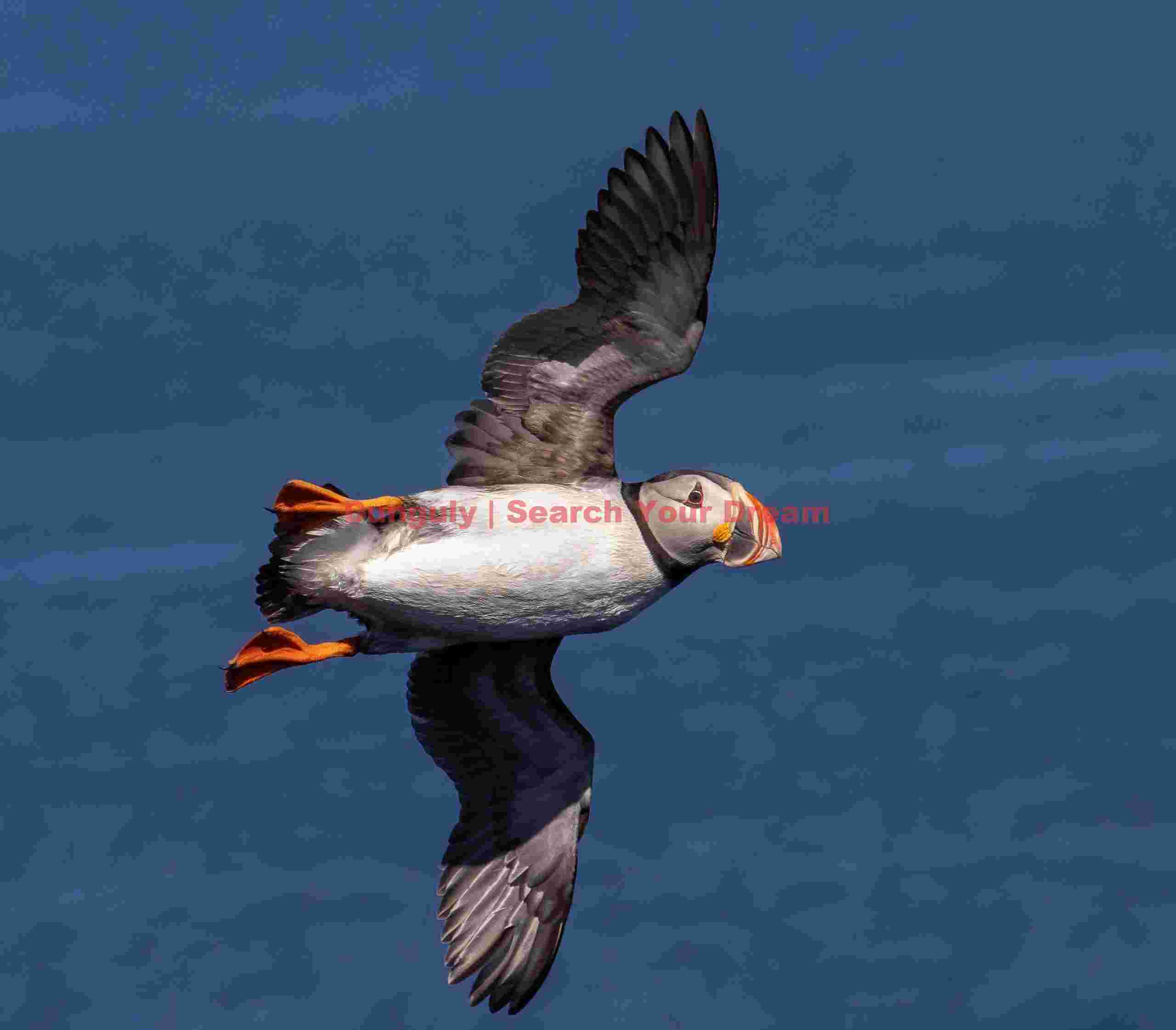 Flying Puffin In Banked Turn