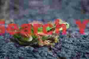 Tidepool Starfish Portrait