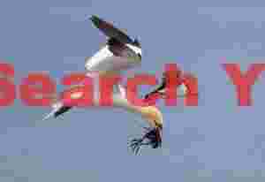 Gannet And Puffin In Flight