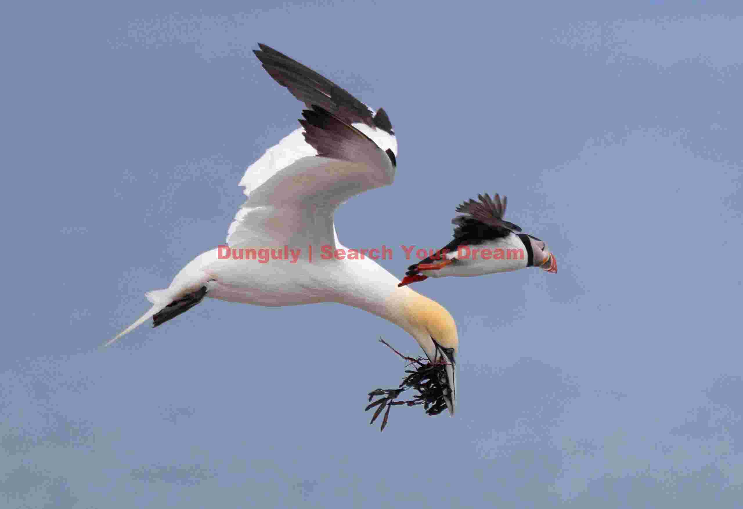 Gannet And Puffin In Flight
