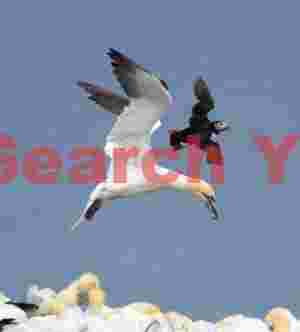 Gannet And Puffin Paired In Flight