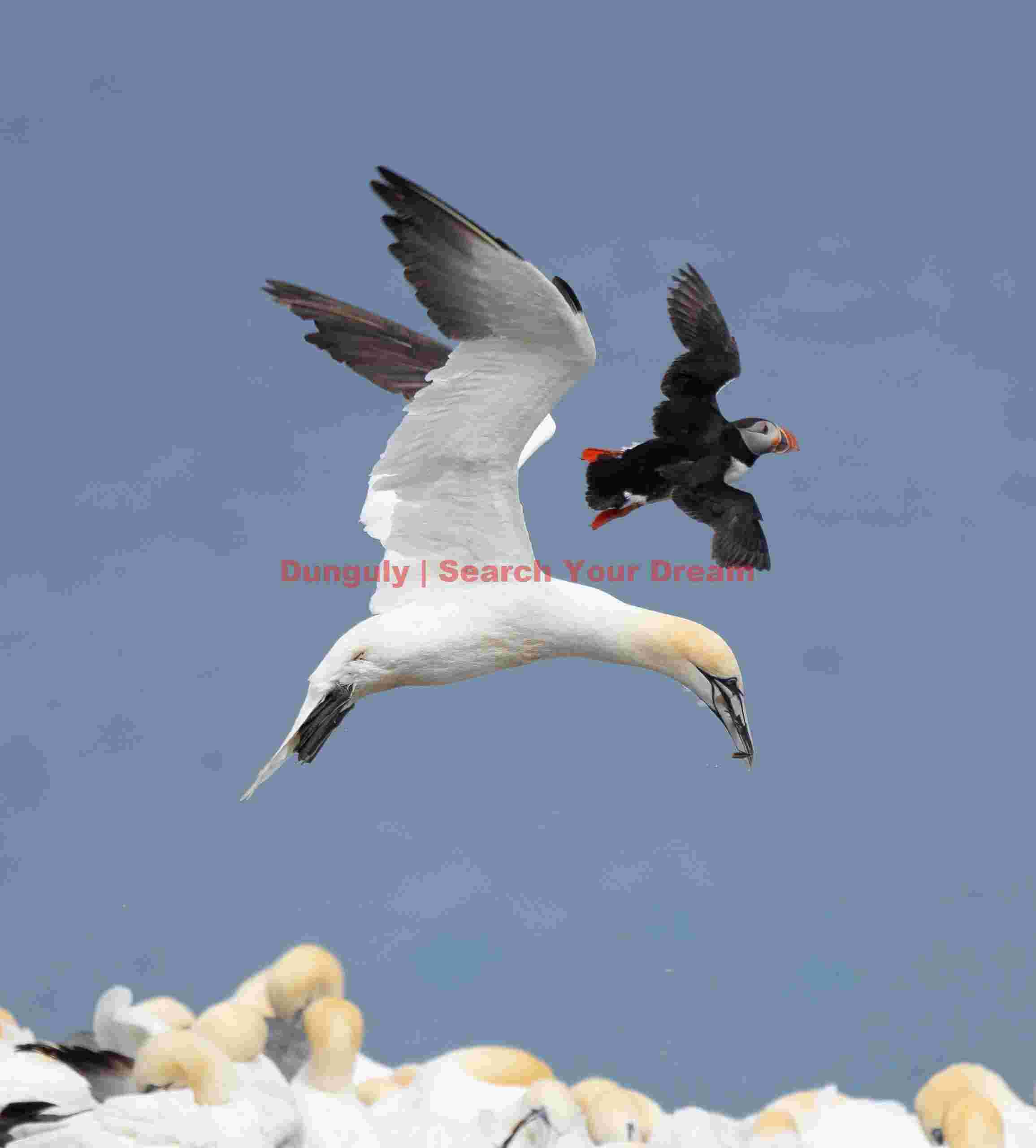 Gannet And Puffin Paired In Flight