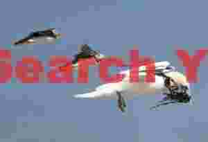 Gannet Flying With Two Puffins As 'wingmen'