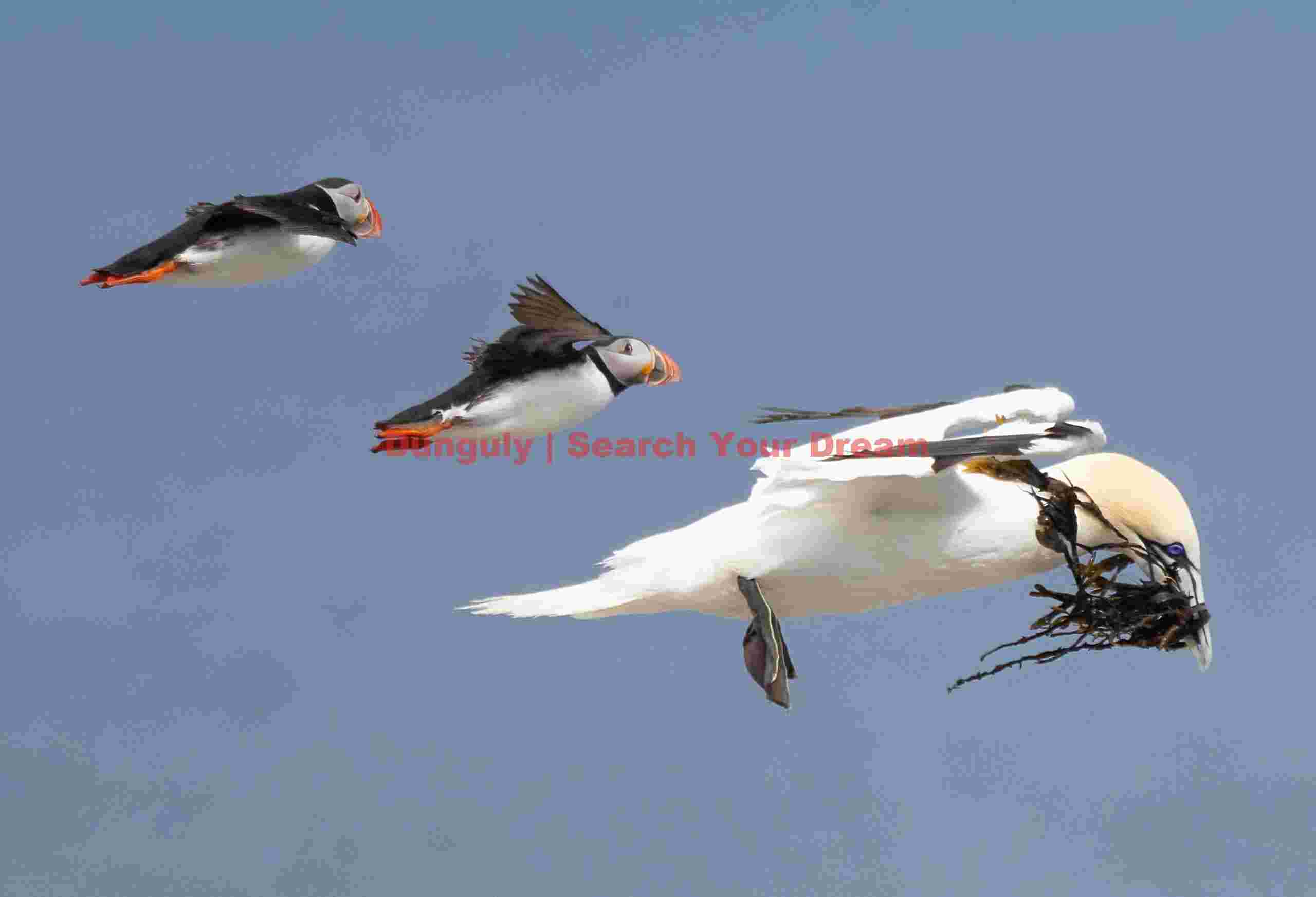 Gannet Flying With Two Puffins As 'wingmen'