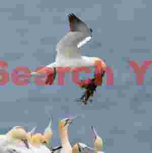 Gannet Landing With Nesting Material And An Audience