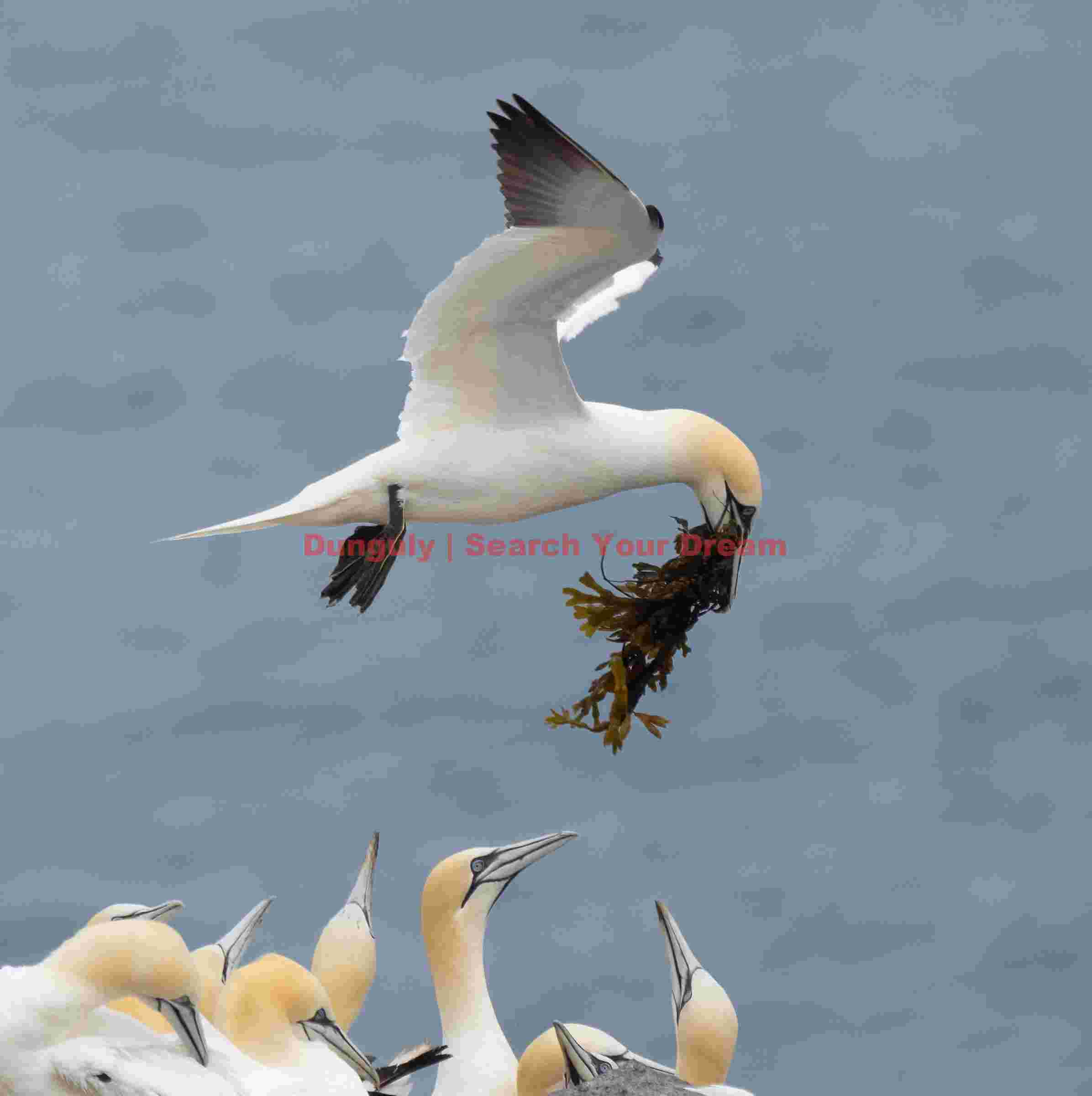 Gannet Landing With Nesting Material And An Audience