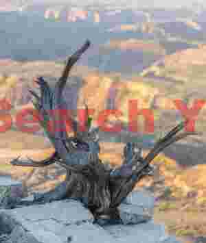 Gnarled Stump at Parashant National Monument