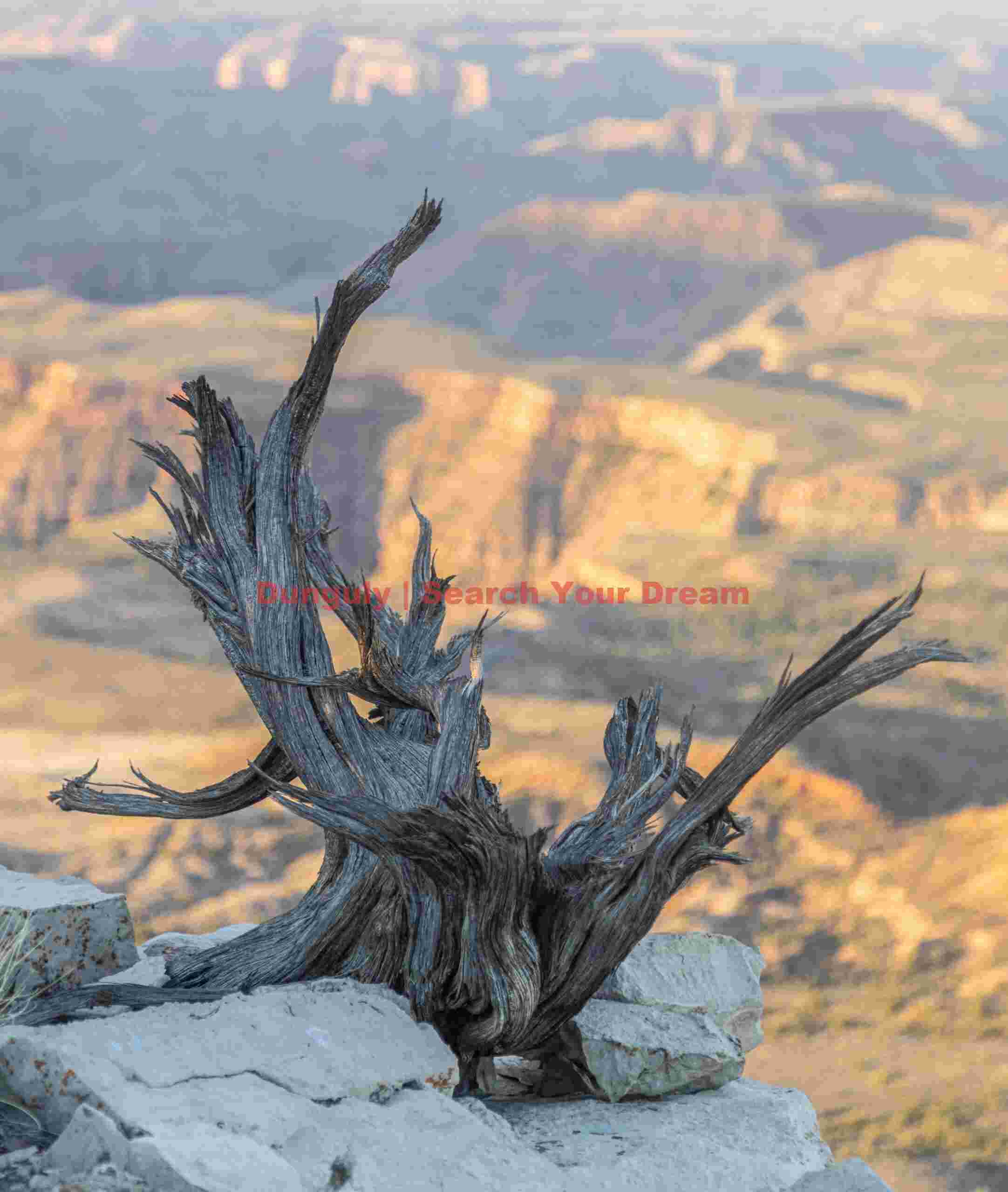 Gnarled Stump at Parashant National Monument