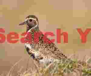 Golden Plover On Golden Background