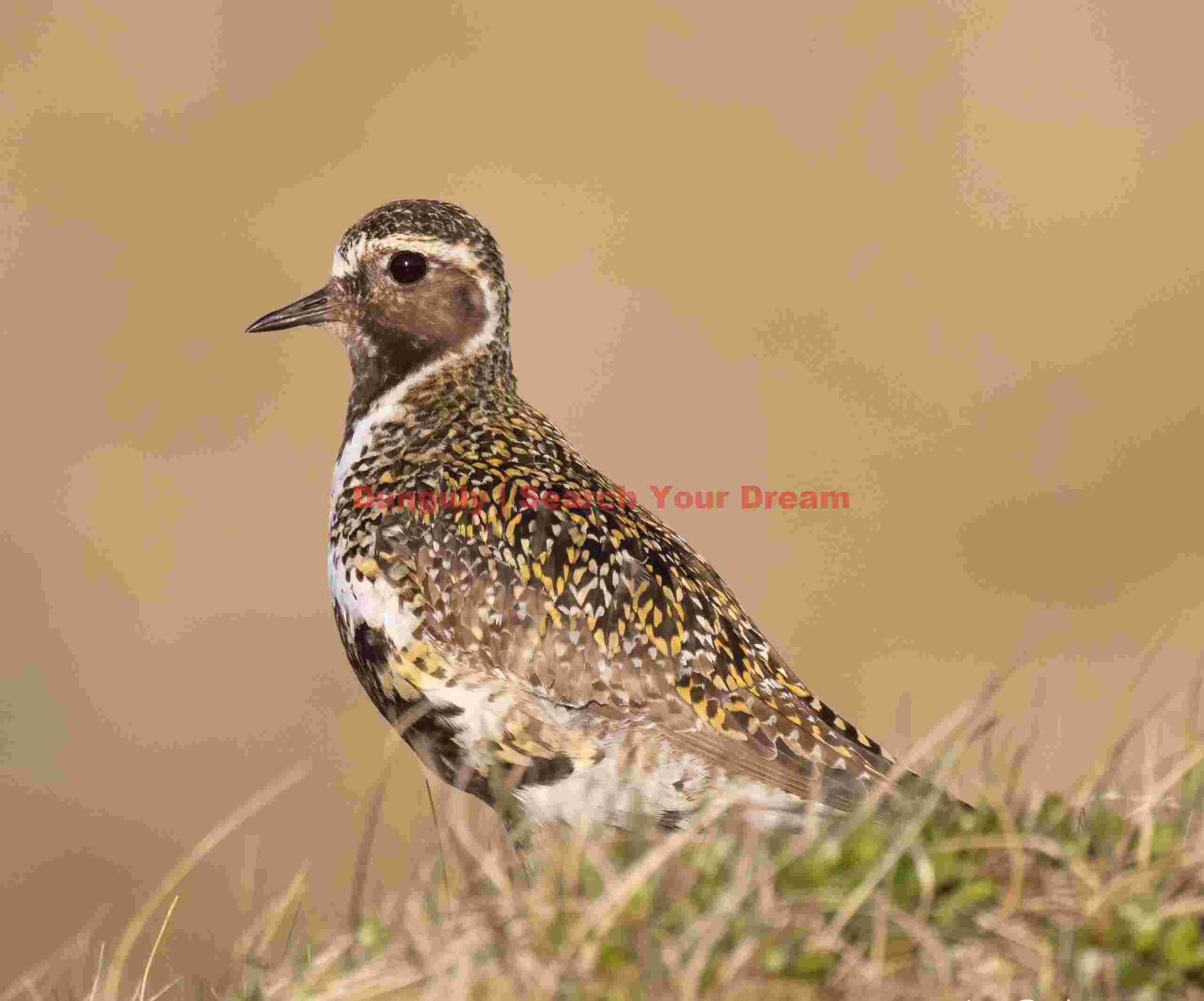Golden Plover On Golden Background