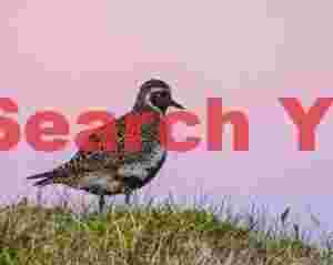 Golden Plover On Red Background