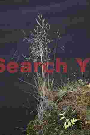 Glacial Ice Formation at Grasses agains black sand beach