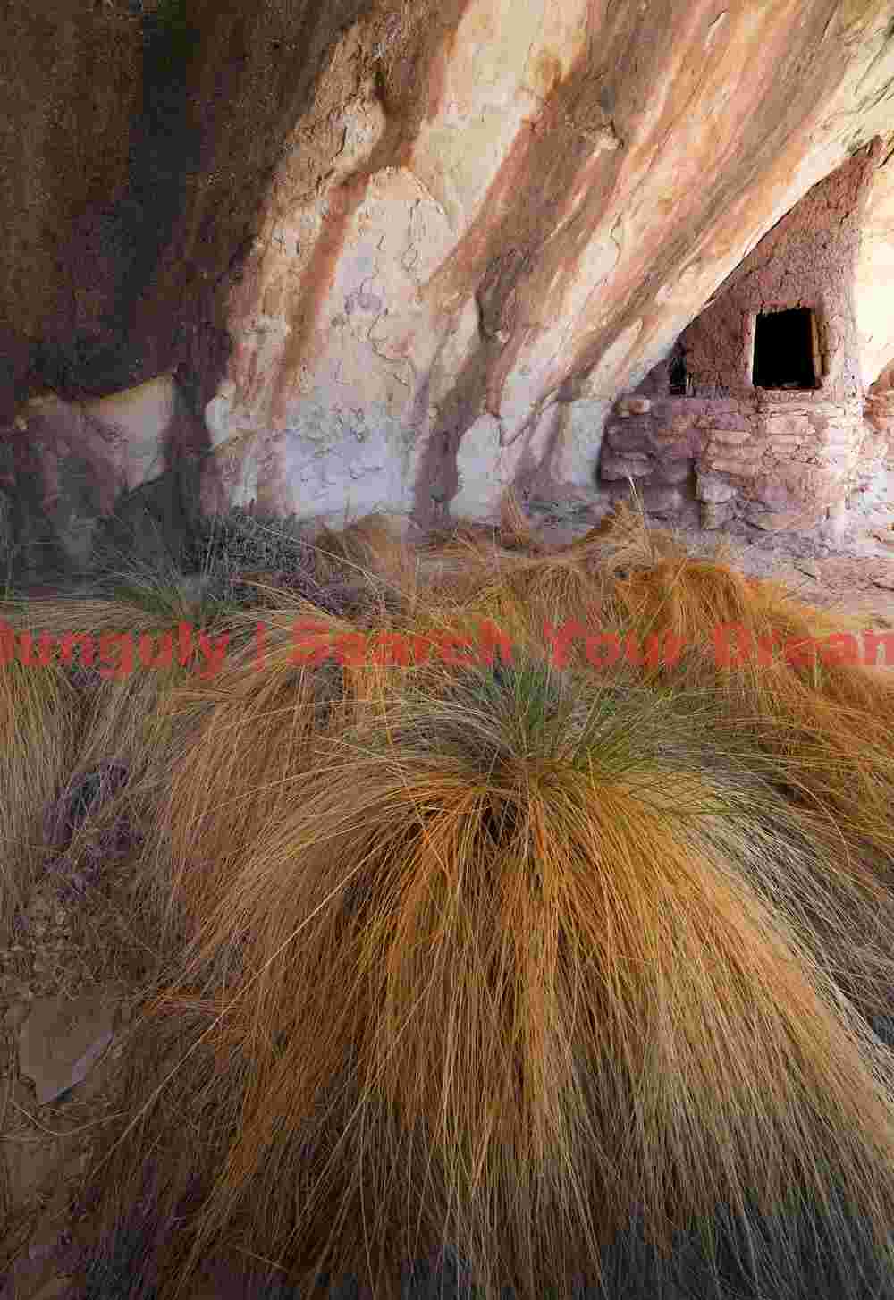 Golden Grasses and Agricultural Structures in Rural Landscape