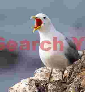 Great Black-backed Gull Calling