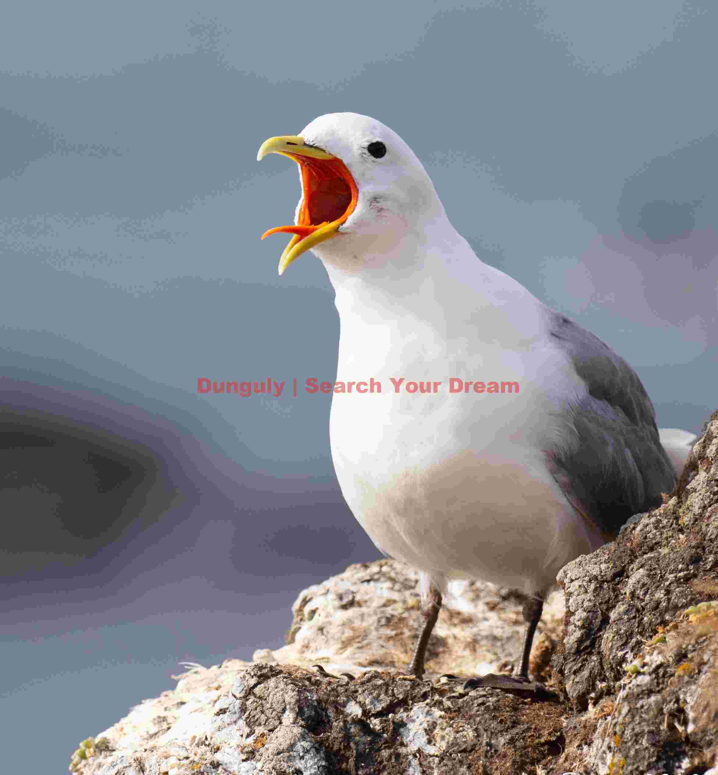 Great Black-backed Gull Calling