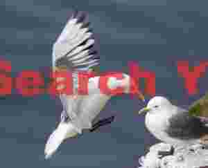 Great Black-backed Gull Landing By Partner