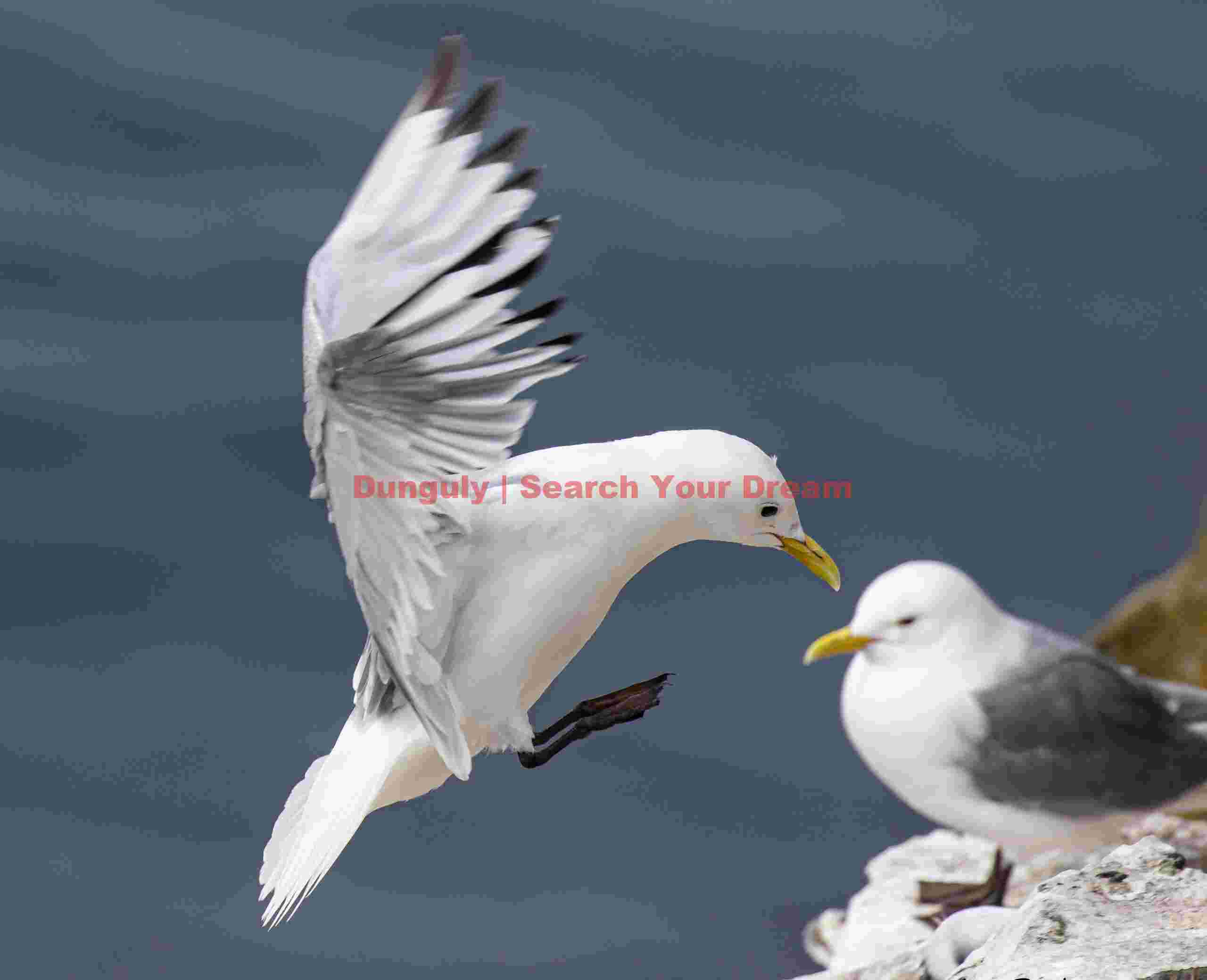 Great Black-backed Gull Landing By Partner