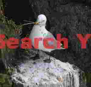 Great Black-backed Gull With Nesting Material