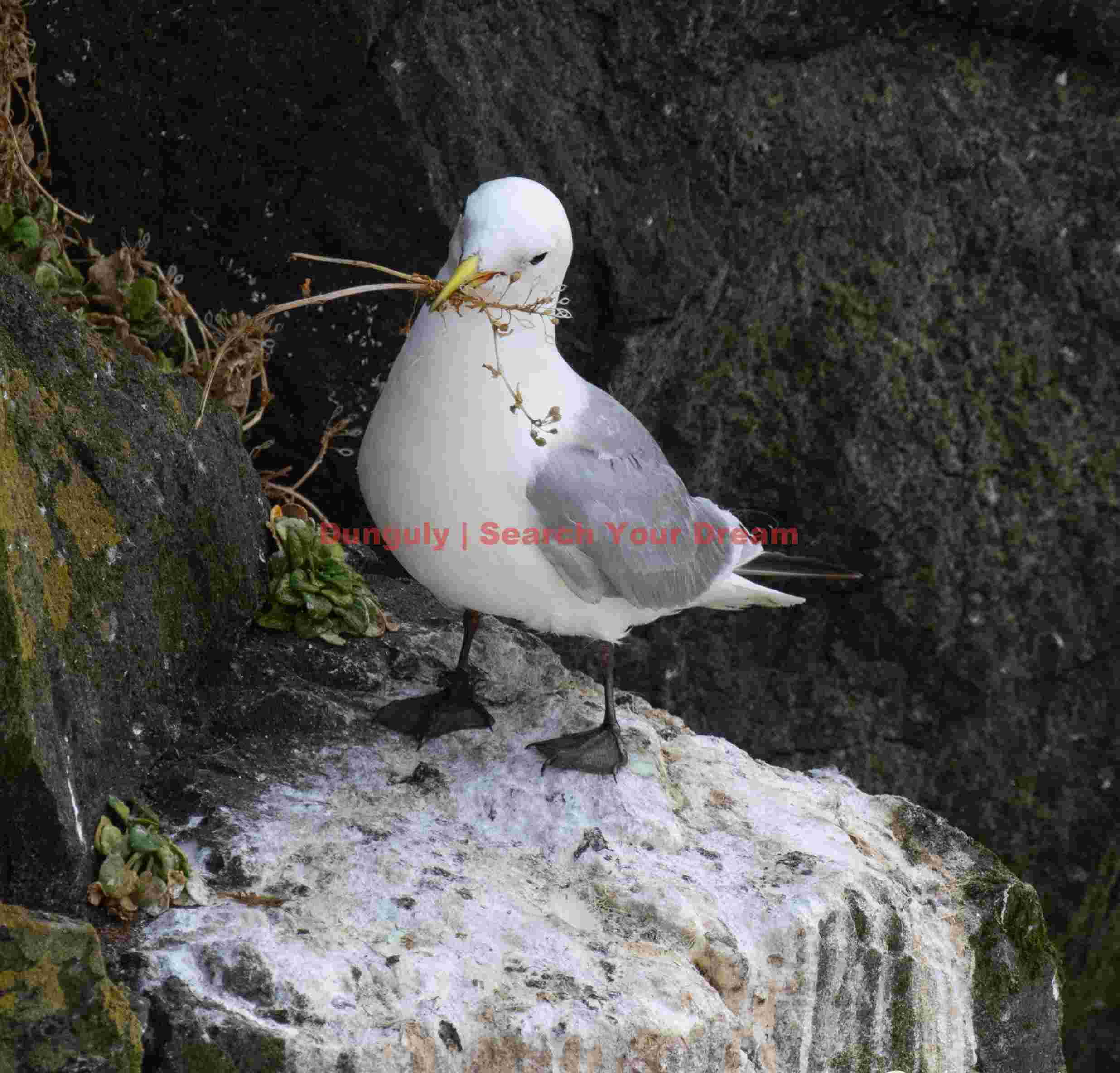 Great Black-backed Gull With Nesting Material