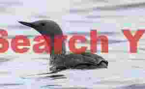 Great Northern Diver (loon)