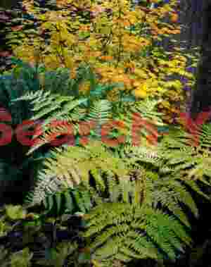 Green And Gold, Oregon