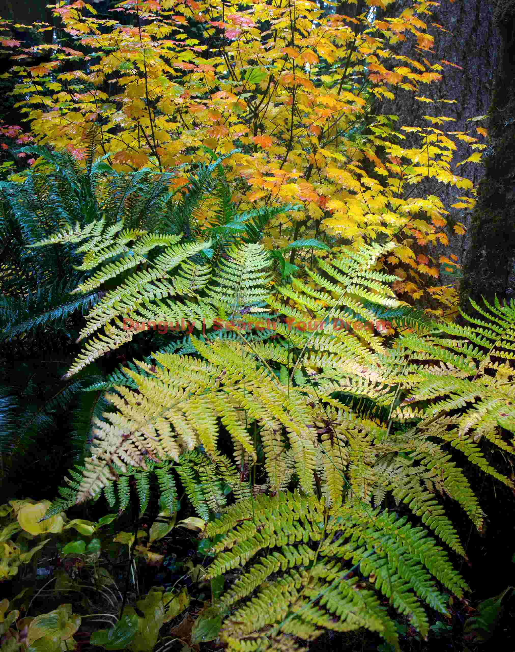 Green And Gold, Oregon