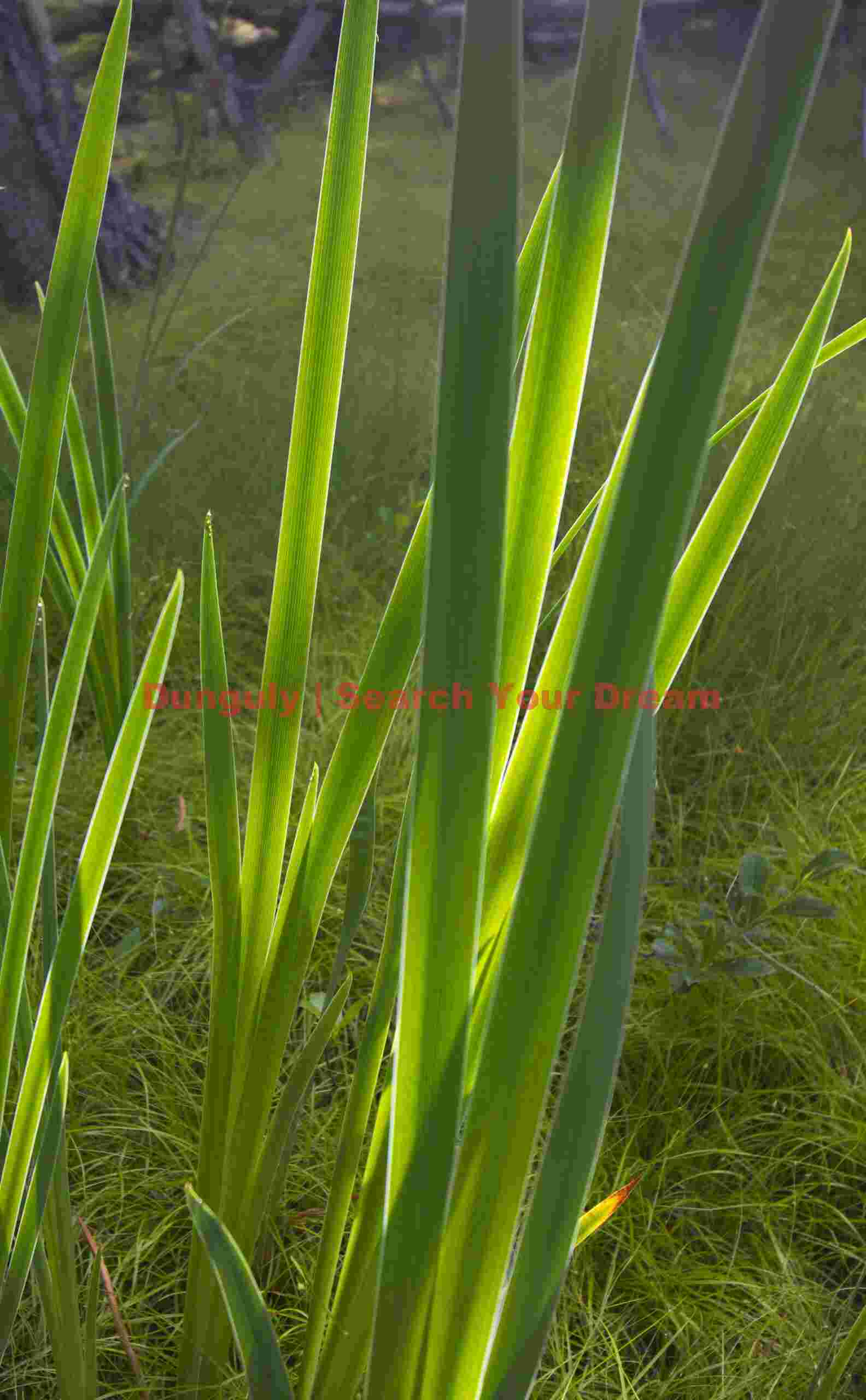 Backlit Vegetation Along Ship Harbor Trail in Acadia