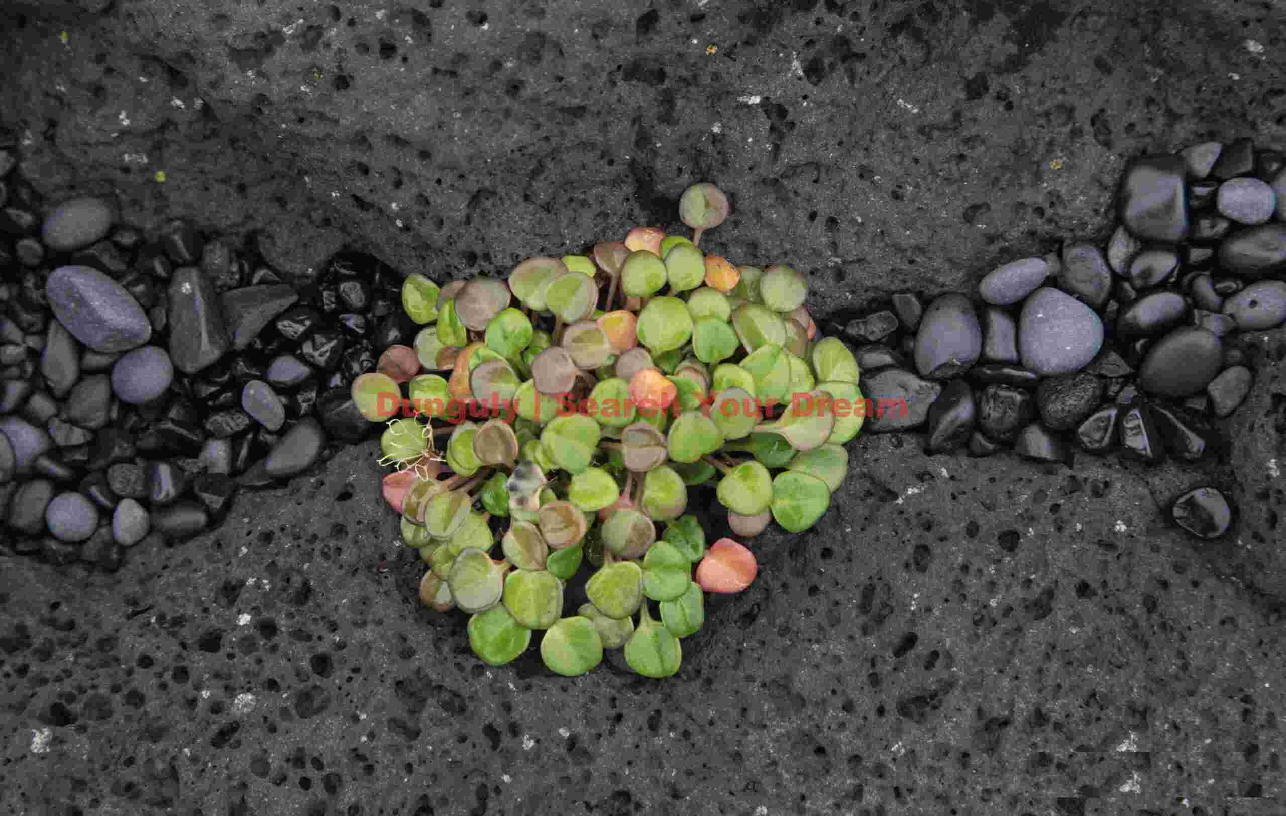 Iceland Landscape: Green leaves, black lava pebbles