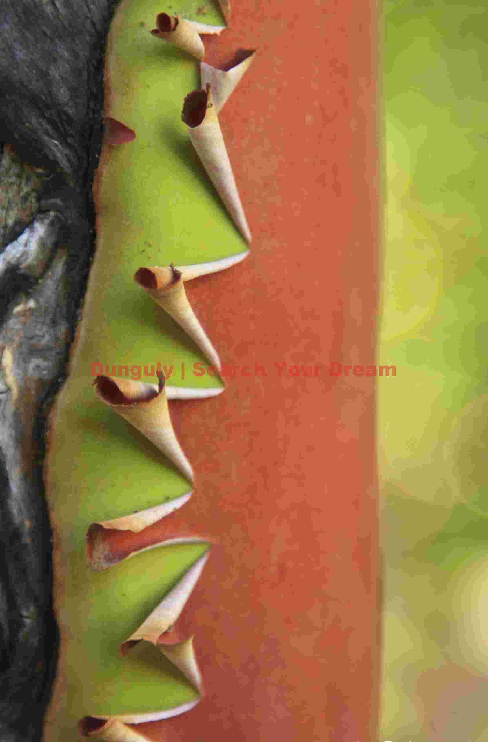 Verdant Spiral Forms