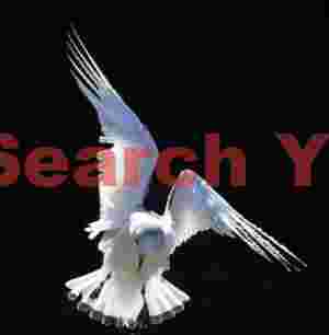 Iceland Gull, Diagonal Wings